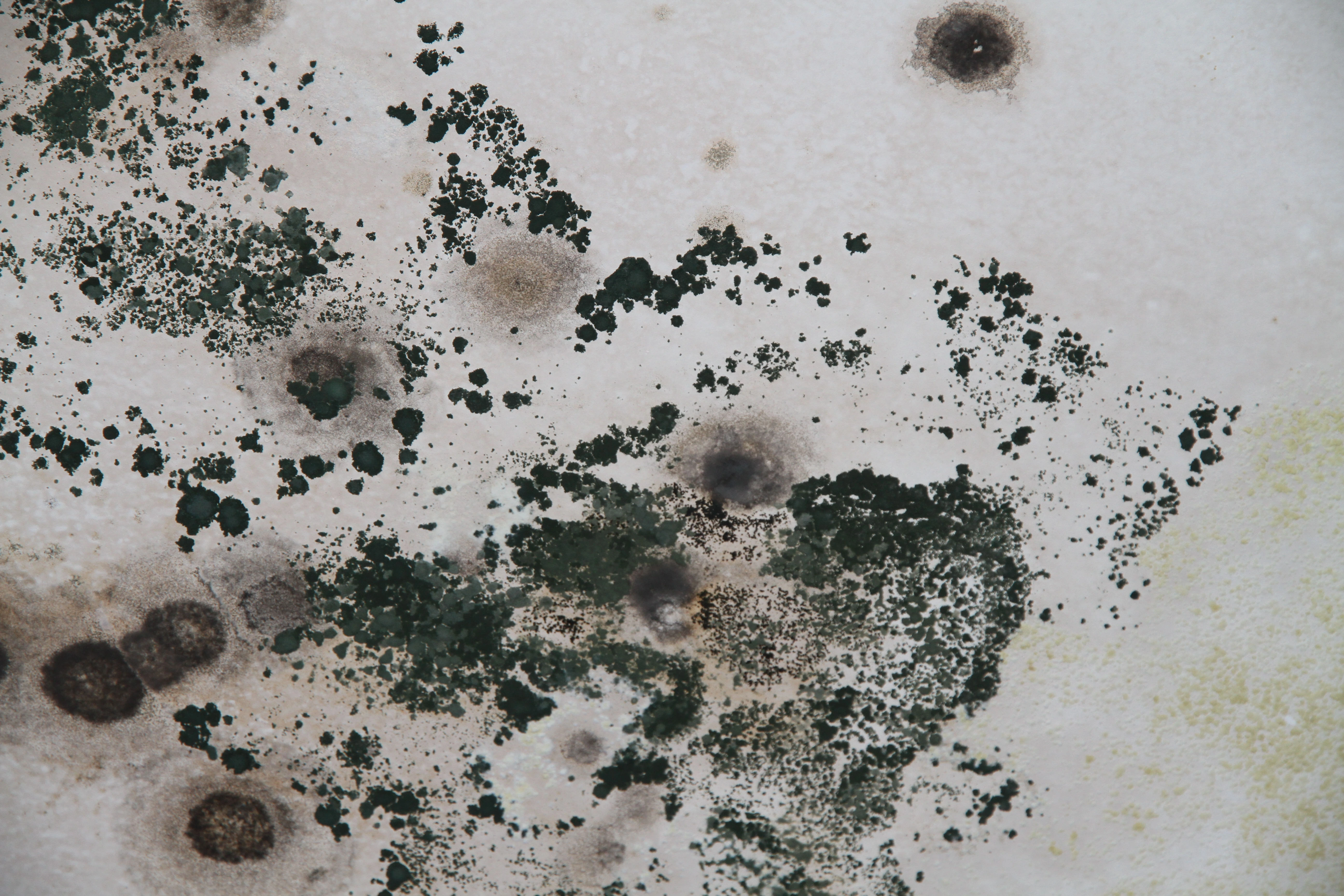 Mold growth on wall